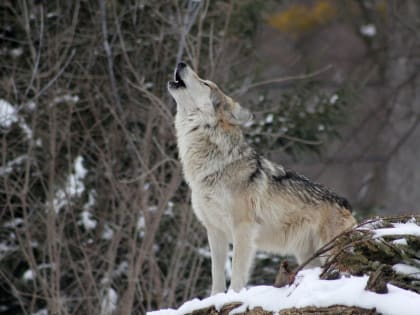 В Березовском районе Югры регулируют численность волков