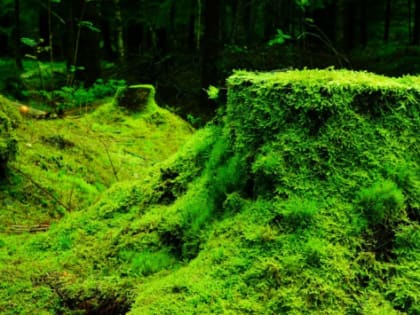 В Югре наладят переработку мха