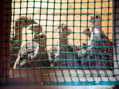 Фермерское хозяйство Кондинского района получит финансовую поддержку