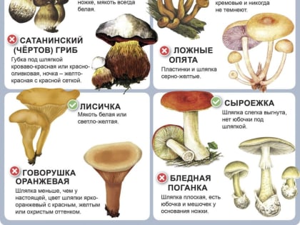 Рассказываем, как отличить полезные грибы от ядовитых и почему некоторым может стать плохо даже от съедобных грибов