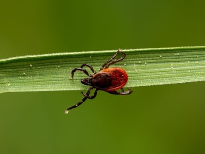 С 11 мая общественные зоны Сургута начнут обрабатывать от клещей