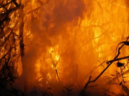 Власти Югры выделили 130 млн рублей на борьбу с лесными пожарами