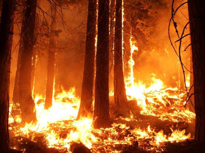 Площадь лесных пожаров в Югре выросла до 4 тысяч га