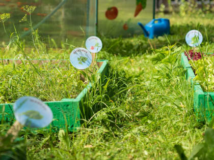 В Нижневартовске в детских садах приступили к сбору урожая