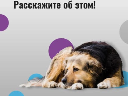 Югорчан поощрят за сообщение о нарушении владельцами домашних животных требований к их содержанию и выгулу