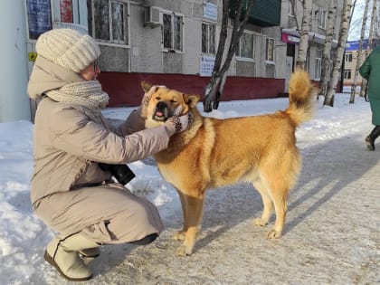 Завтра в Нижневартовске пройдет благотворительная акция «сНежный пёс»