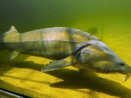 Два жителя Нижневартовска выловили краснокнижную рыбу на 2 млн