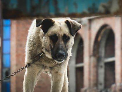 В Сургуте от укусов бродячих животных пострадало более 260 человек