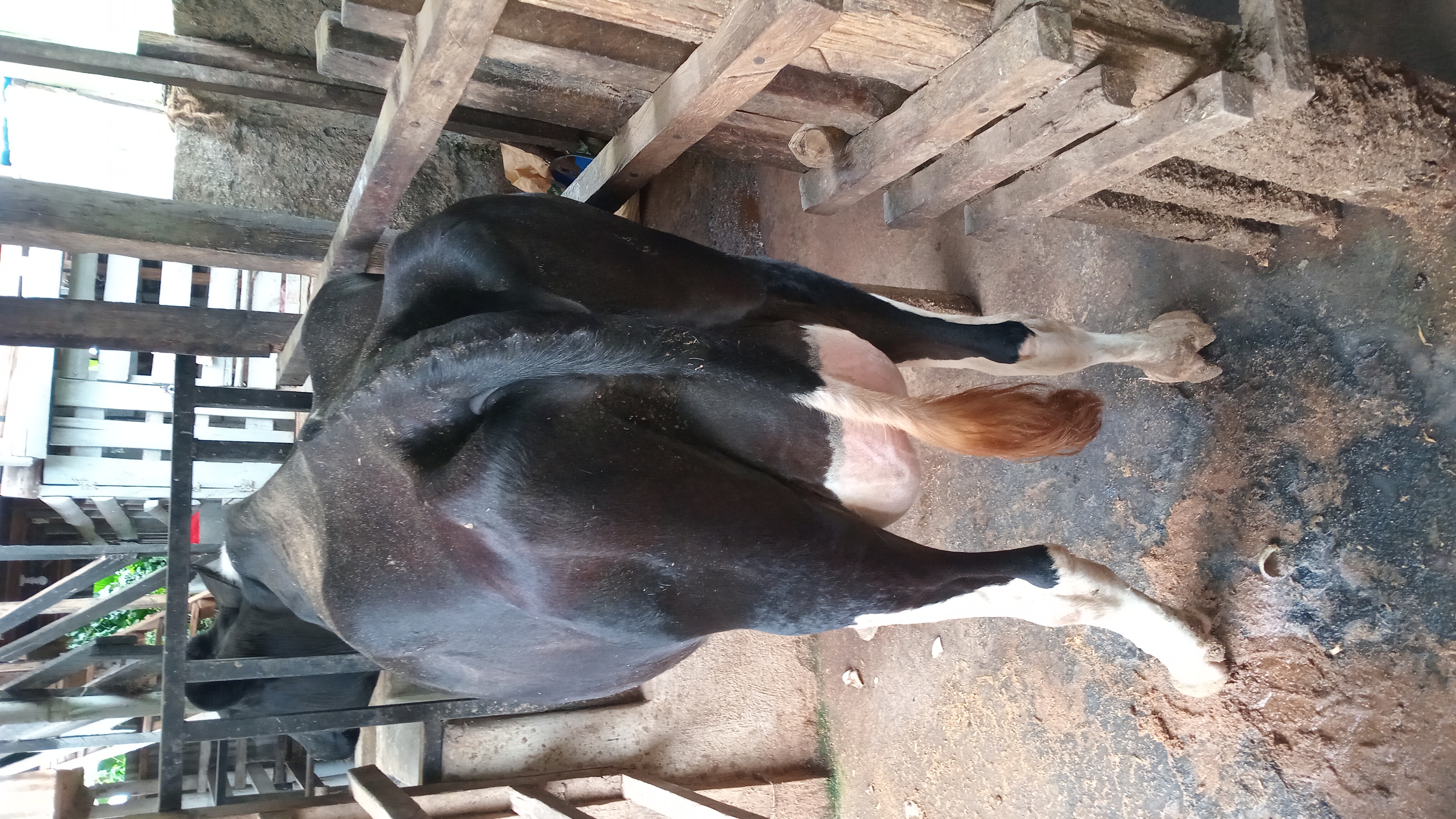 Second Lactating Cow