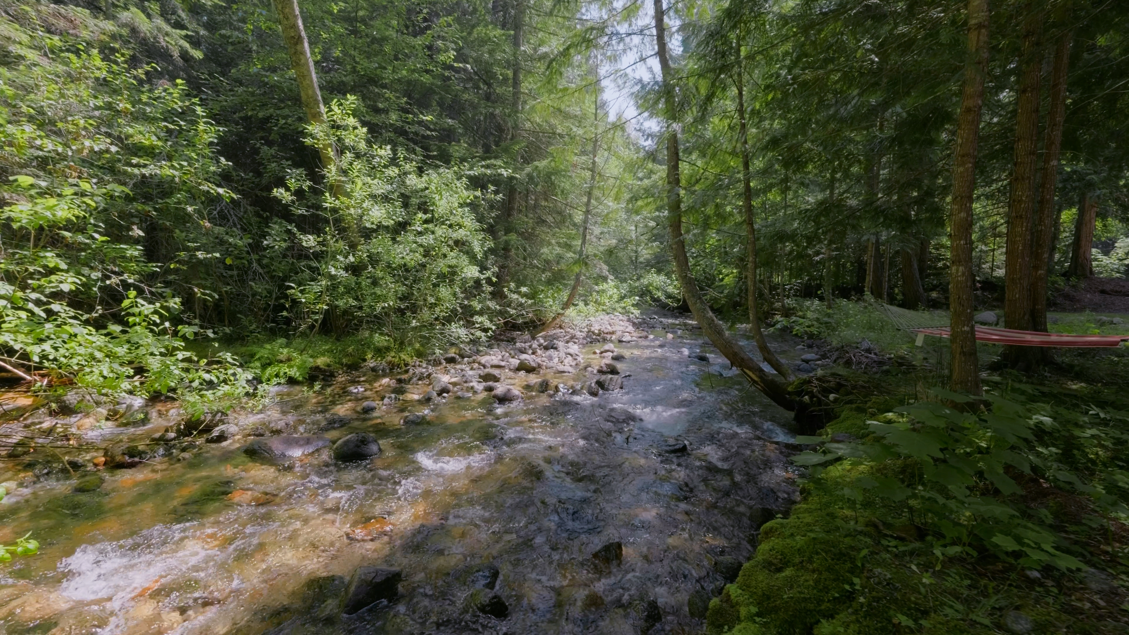 A shaded creek in the forested Balfour area
