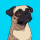 Pug
