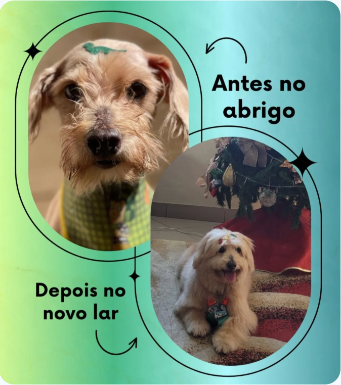 Instituto Amor Animal — antes