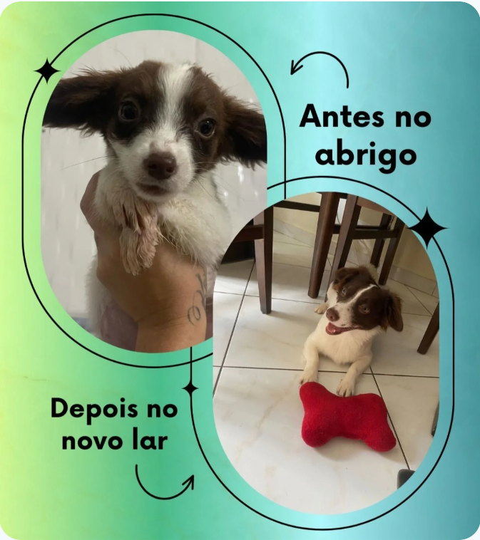 Instituto Amor Animal — depois