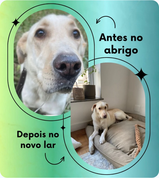 Instituto Amor Animal — antes