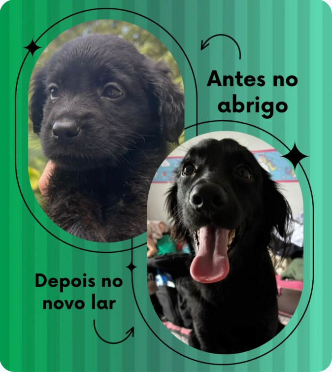 Instituto Amor Animal — depois
