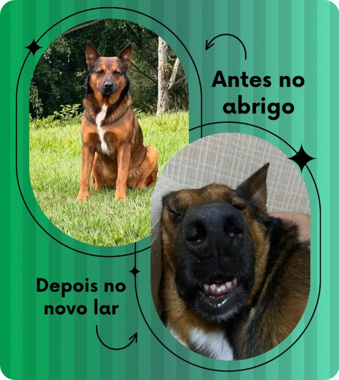 Instituto Amor Animal — antes
