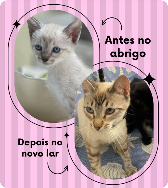 Instituto Amor Animal — depois