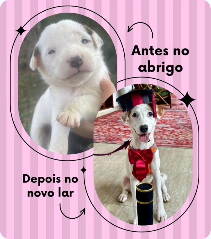 Instituto Amor Animal — antes