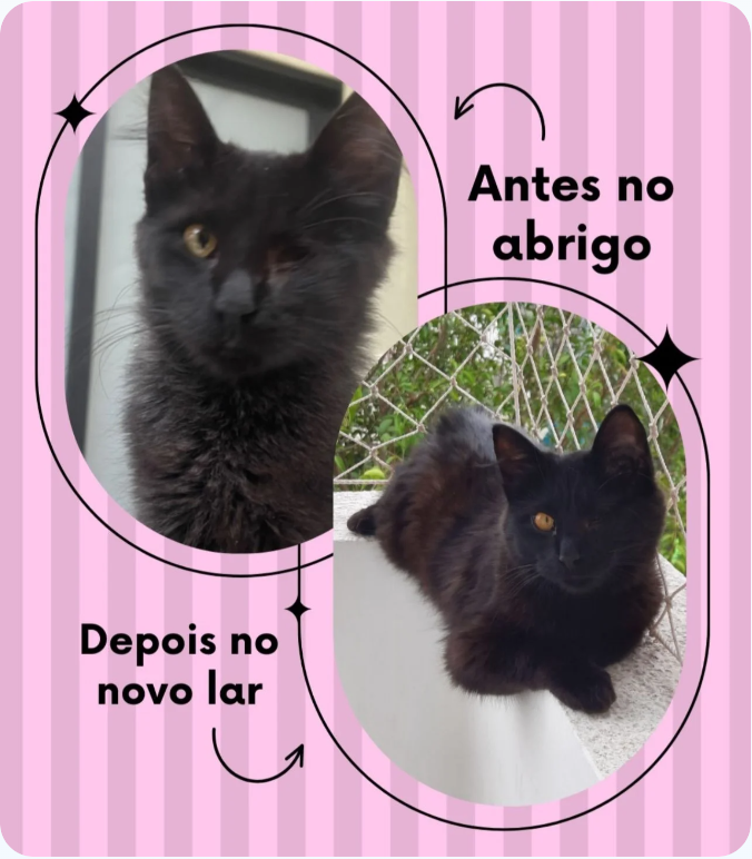 Instituto Amor Animal — depois