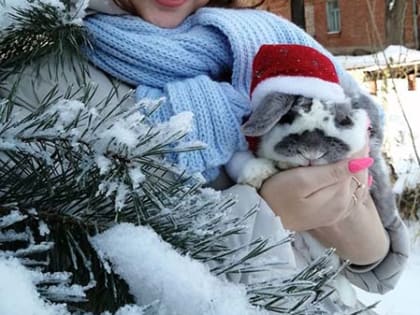 Ушастое счастье