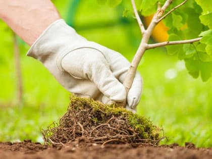 Чтобы получить максимум урожая