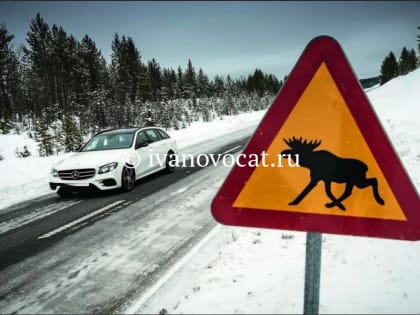 В Ивановской области наезд на лося