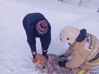 В Ивановской области пожарные спасли собаку, провалившуюся под лед