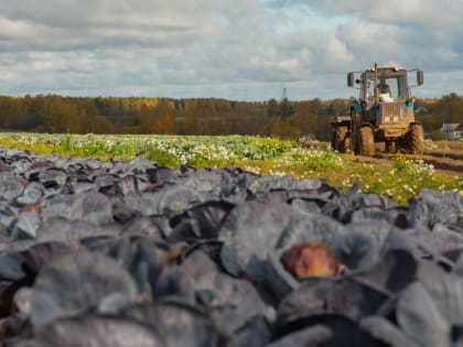 В Ивановской области приступили к уборке урожая