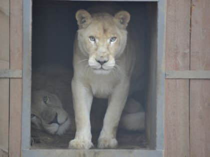 У обитателей Ивановского зоопарка растет количество опекунов