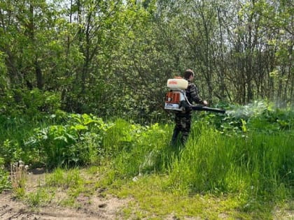 В Тейковском районе продолжаются работы по ликвидации борщевика Сосновского