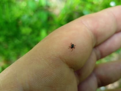 В Ивановском районе и других муниципалитетах обнаружены клещи — возбудители боррелиоза