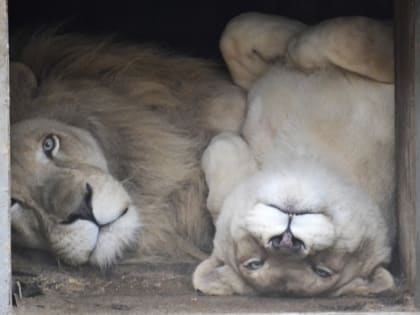 Опека над животными в Ивановском зоологическом парке