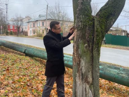 Очаг ясеневой изумрудной златки в Ивановской области