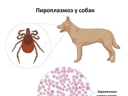 Позаботьтесь о своих любимцах заранее