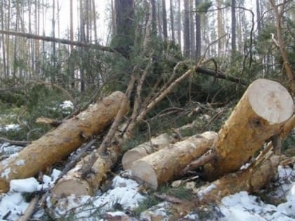 В Ивановской области 20-летний лесоруб погиб от падения срубленного дерева