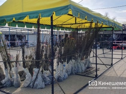 На центральном рынке Кинешмы открывается сельхозярмарка