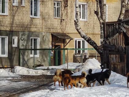 С 13 ФЕВРАЛЯ В ВИЧУГЕ БУДЕТ ОСУЩЕСТВЛЯТЬСЯ ОТЛОВ ЖИВОТНЫХ НАХОДЯЩИХСЯ БЕЗ ВЛАДЕЛЬЦЕВ