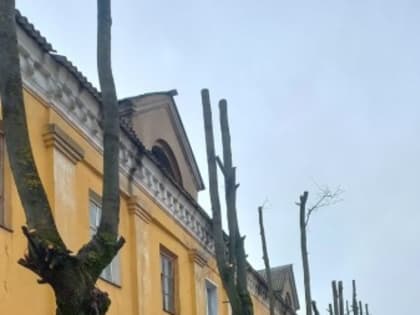 Работы по кронированию и спилу деревьев продолжаются