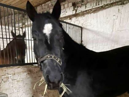 В 11-й детской конно-спортивной школе пополнение