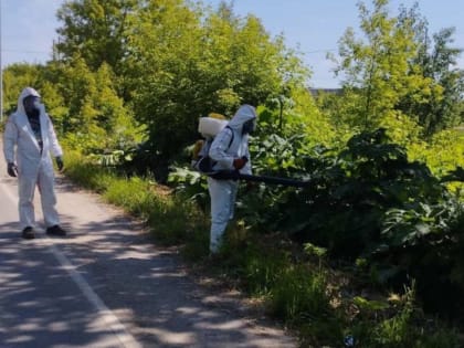 В регионе для владельцев участков, заросших борщевиком Сосновского, введут административную ответственность