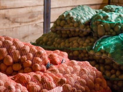 На полях Кинешемского района продолжается уборка овощей