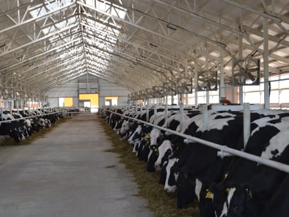 Показатели молочного животноводства