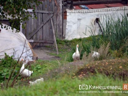 Кинешемская ветстанция напоминает о мерах профилактики из-за вспышки птичьего гриппа