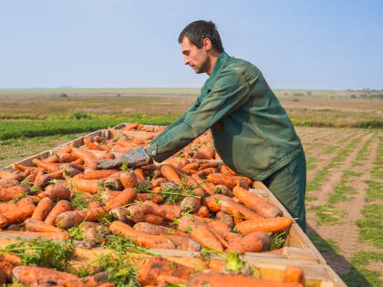 В Ивановской области завершился сбор овощей
