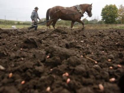 Все желающие вести подсобное или фермерское хозяйство теперь смогут получить землю безвозмездно