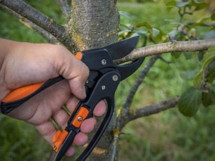 Сентябрь — время волны корнеобразования