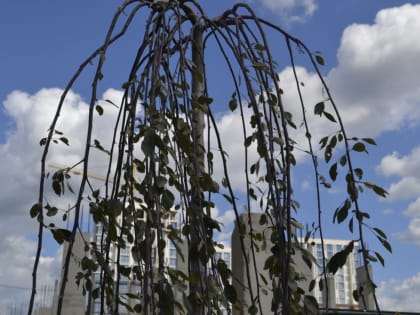 На набережной высадили первые деревья Аллеи космонавтов