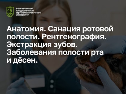 Уникальный курс по ветеринарной стоматологии в России