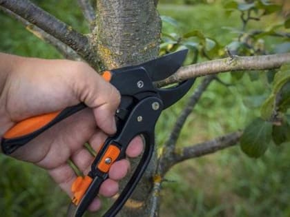 «Август» — по латыни «зрелый»