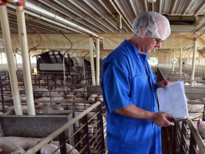 Производство мяса свиней в Ивановской области с начала года увеличилось почти в два раза